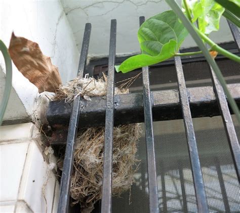 鳥來家築巢|野鳥庭前築巢 預示居家風水好兆頭 